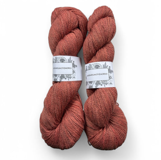 BFL Gotland - Cantaloupe
