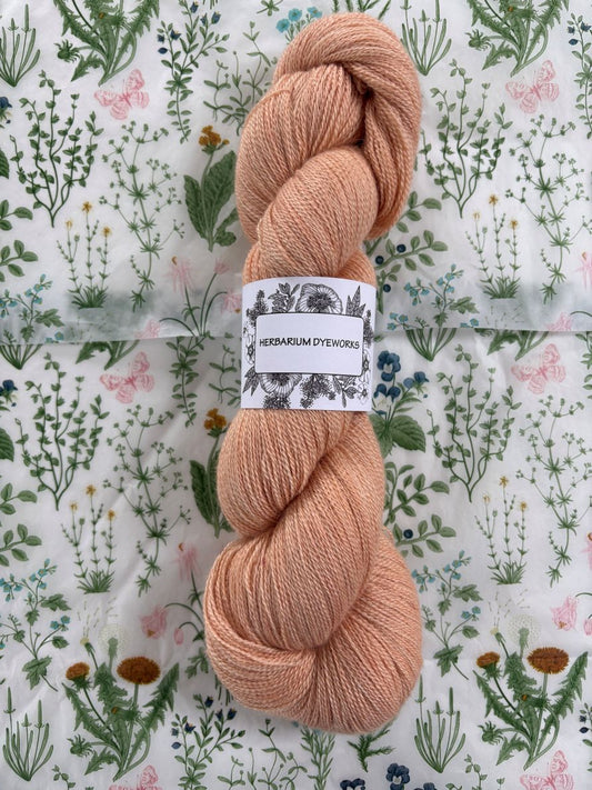 Cloudsong Lace - Apricot Bellini